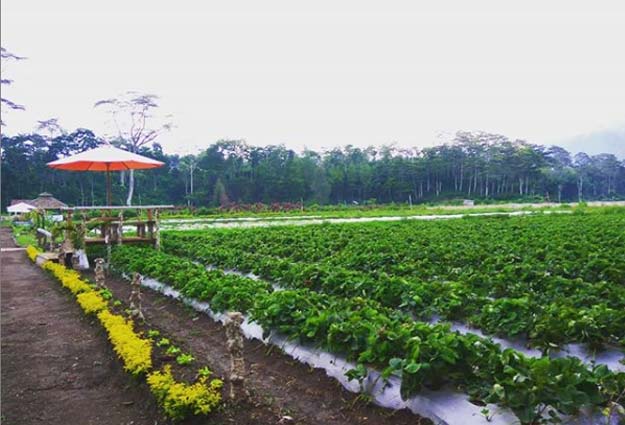  tempat liburan di Bondowoso