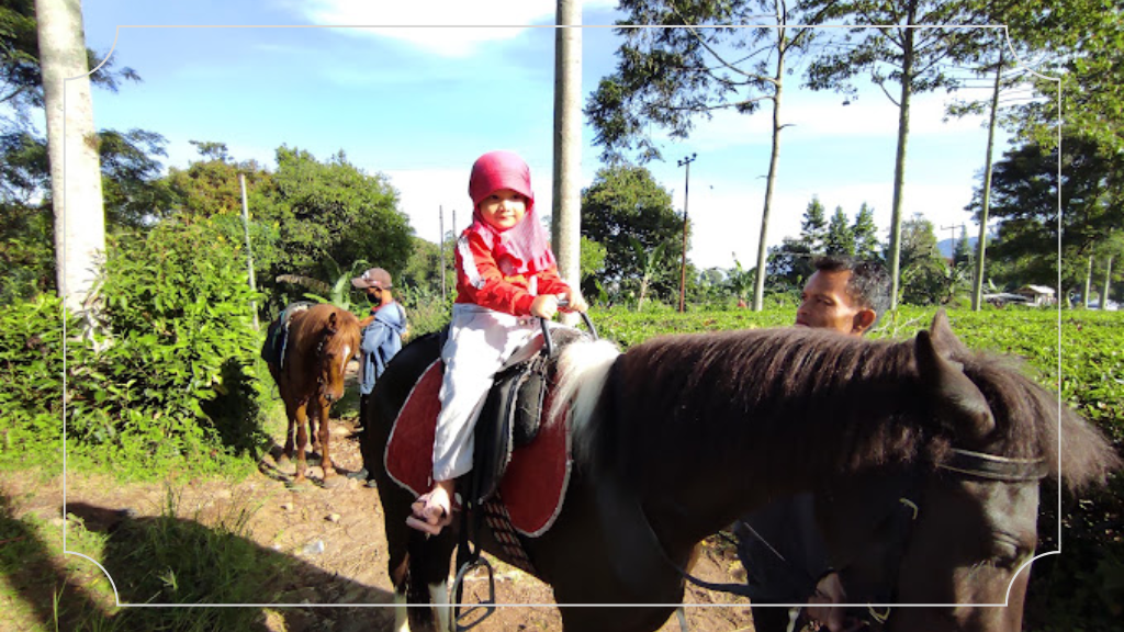 Kegiatan Seru di Kebun Teh