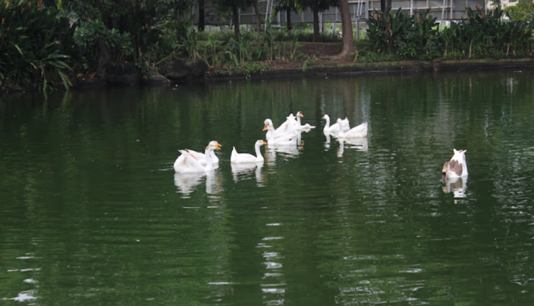 Keindahan Danau Angsa Pakuwon City