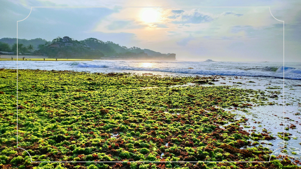 Pantai Sadranan Gunung Kidul: Liburan Asyik dengan Pemandangan Menakjubkan 8 Keistimewaan Pantai Sadranan Gunung Kidul
