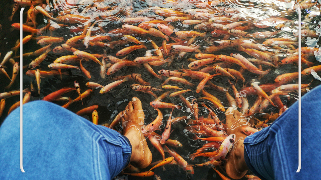 Kolam Terapi Ikan