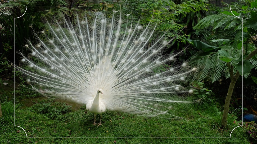 Taman Margasatwa dan Budaya Kinantan: Keindahan Alam dan Kekayaan Budaya yang Mengagumkan 6 Koleksi Hewan yang Beragam dan Lengkap