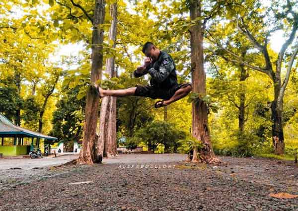 Koleksi pohon jati cagar alam danalaya