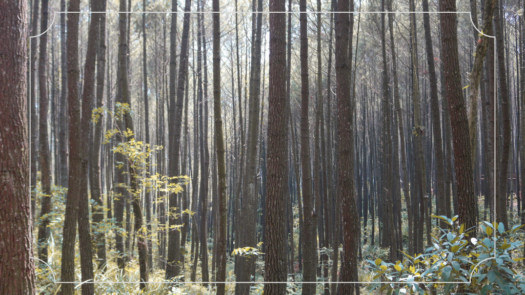 Lokasi dan Rute Menuju Hutan Pinus Mangunan