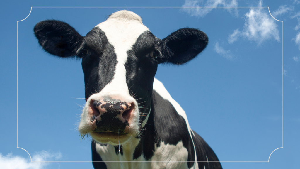 Melihat Peternakan Sapi Dari Belanda