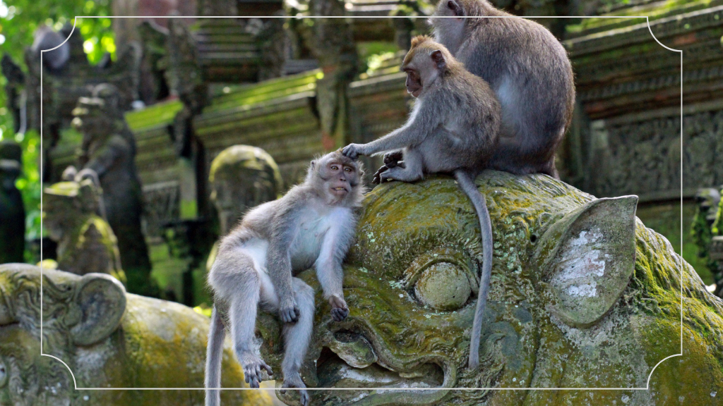 Tempat Wisata di Ubud Monkey Forest Ubud
