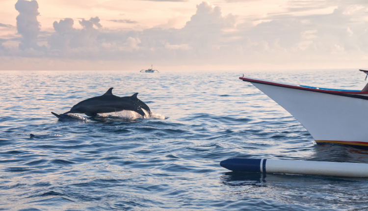 Pantai Lovina, Tempat Terbaik Menikmati Pesona Lumba-lumba