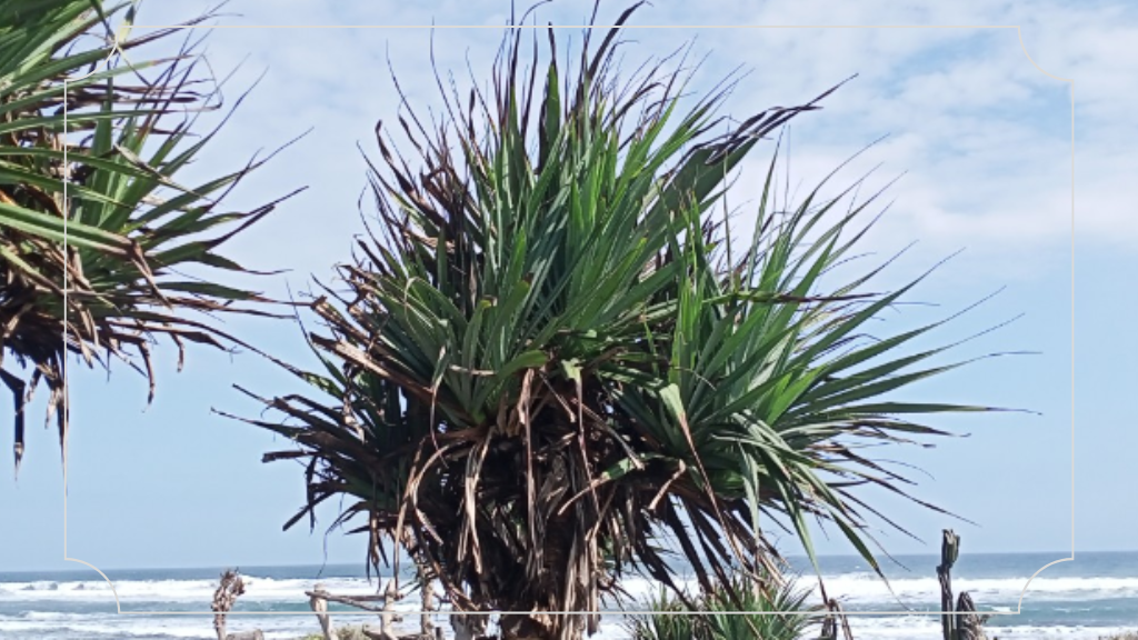 Wisata di Bantul yang Tersembunyi Wajib Kamu Kunjungi 9 Pantai Pelangi