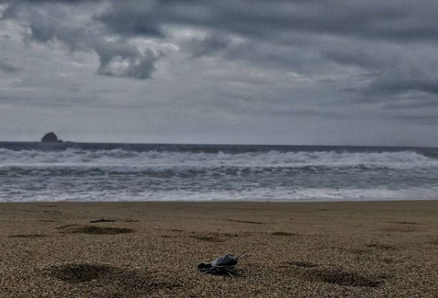 39 Tempat Wisata di Banyuwangi Terbaru 51 39 Tempat Wisata di Banyuwangi Terbaru 50