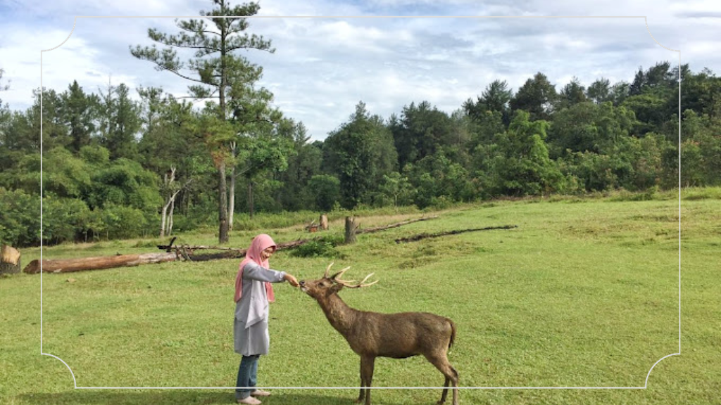 15 Tempat Wisata di Puncak Bogor untuk Liburan Keluarga Terbaik! 8 Penangkaran Rusa Giri Jaya