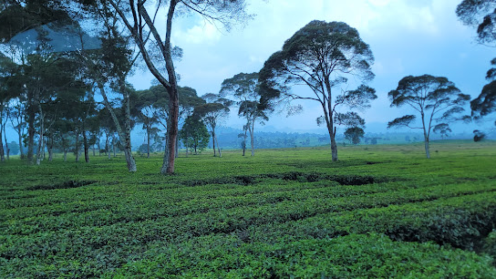 Perkebunan Teh Malabar
