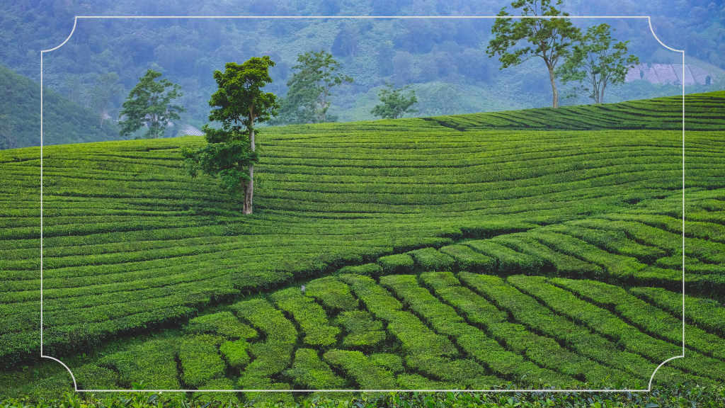 Perkebunan Teh Ranca Bali