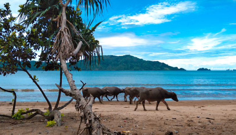 Pesona Pantai Prigi Trenggalek
