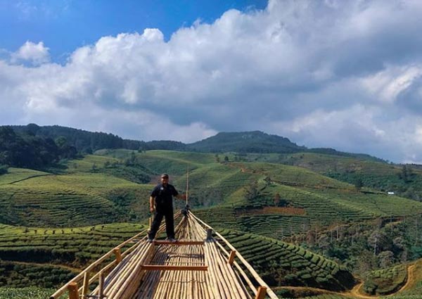 Pesona Tempat Wisata Kebun Teh Kertowono