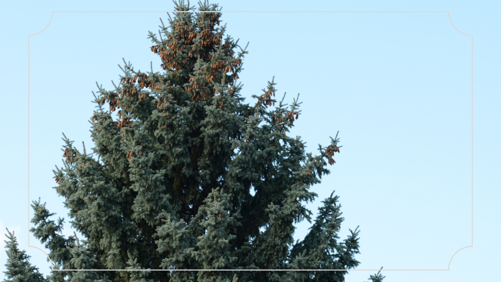 Pohon Cemara yang Tertata Rapi Sepanjang Pantai