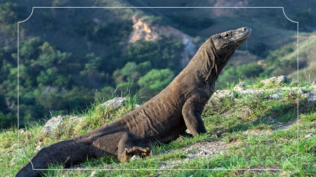 10 Tempat Wisata di NTT yang Membuat Kamu Terpesona 7 Pulau Komodo