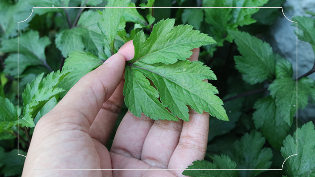 Oleh-Oleh Khas Wonosobo Purwaceng