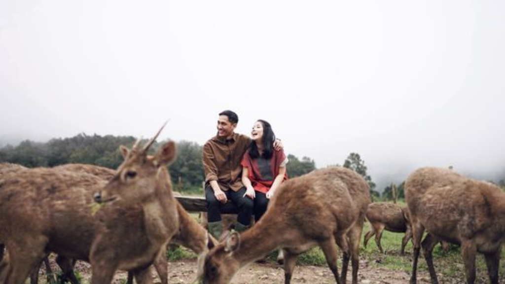 Tempat Wisata di Ciwidey: Surga Wisata Alam yang Perlu Kamu Kunjungi 2 Ranca Upas Tempat Wisata di Ciwidey