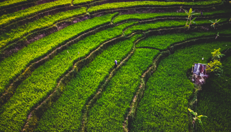 Rekomendasi Tempat Wisata di Trawas yang Tak Terlupakan