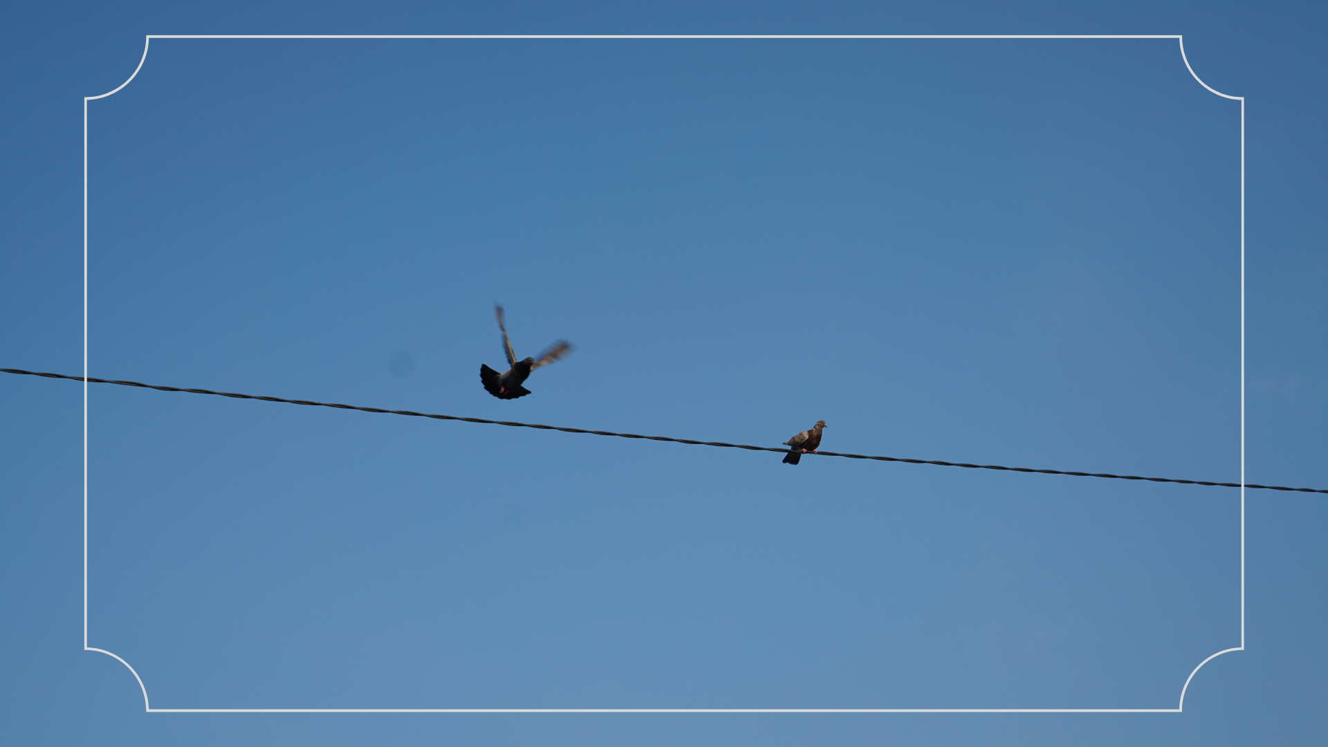 Rumah Burung Merpati