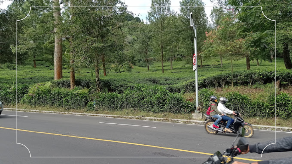 Rute Menuju Lokas Kebun Teh Cisarua Bogor