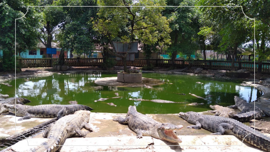 Sejarah Taman Buaya Indonesia Jaya