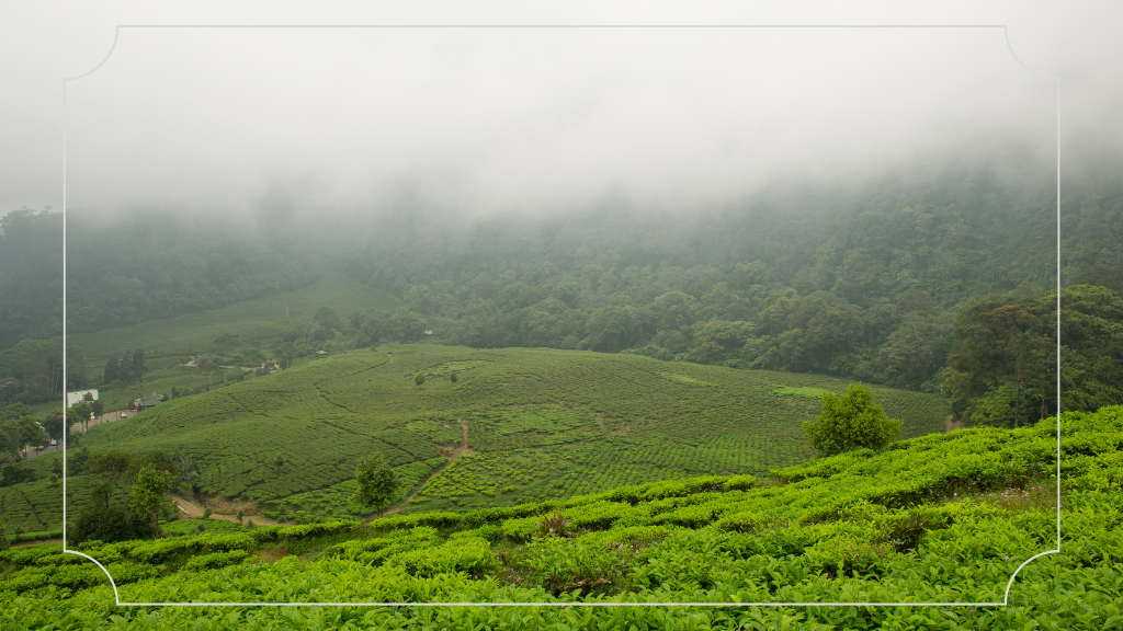 Sekilas Tentang Kebun Teh Cisarua Bogor
