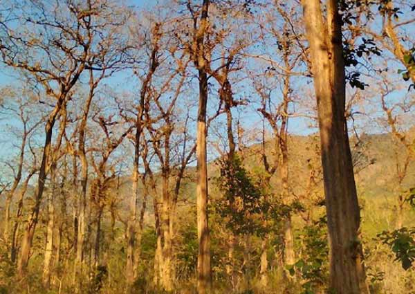 Spot pohon jati growong