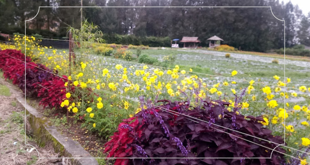 Rekomendasi Tempat Wisata di Berastagi yang Wajib Dikunjungi 15 TAHURA (Taman Hutan Raya)