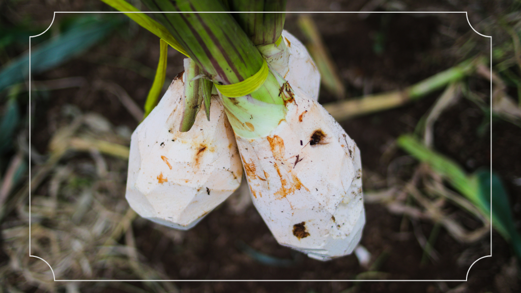 Oleh-Oleh Khas Bogor: Temukan Kelezatan Kuliner yang Autentik dan Berkualitas! 2 Talas Bogor