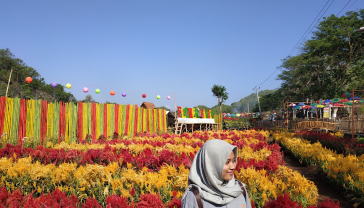 Taman Bunga Celosia Jogja