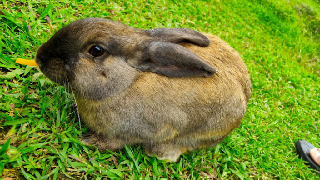 Tempat Wisata di Ciwidey: Surga Wisata Alam yang Perlu Kamu Kunjungi 10 Taman Kelinci Ciwidey