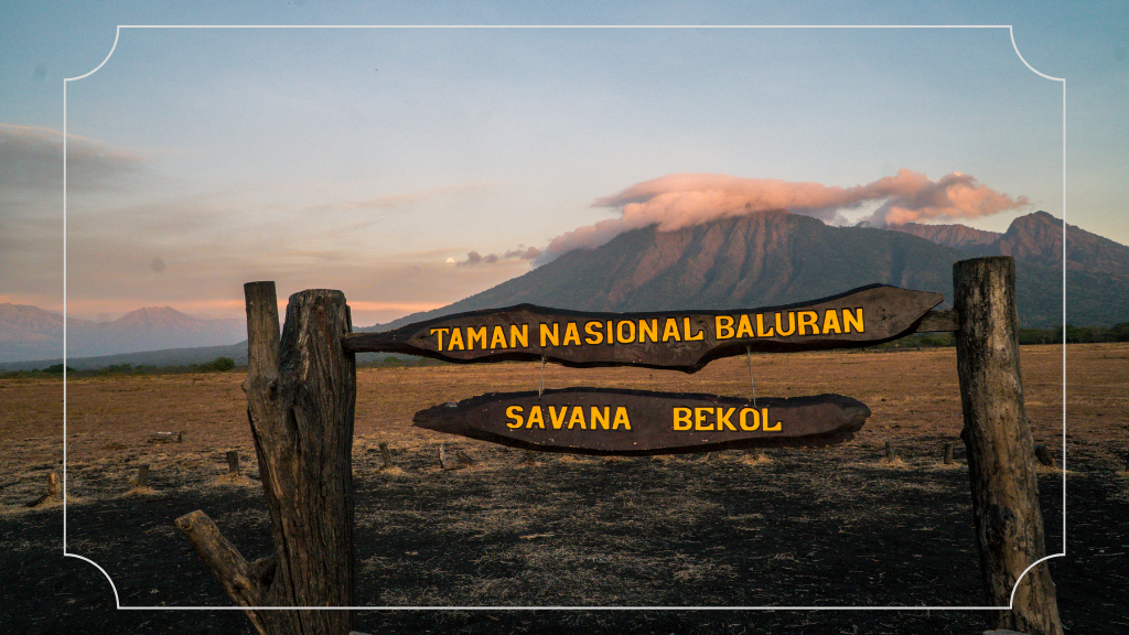 Wisata Terbaik di Jawa Timur: Keindahan Alam yang Tidak Terlupakan 3 Taman Nasional Baluran