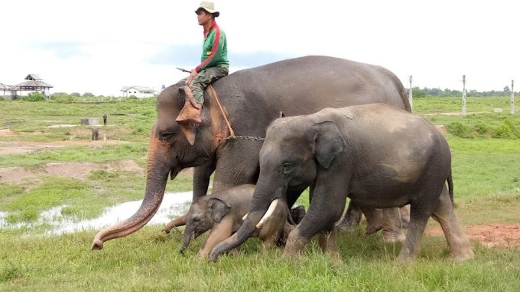 Taman Nasional Way Kambas