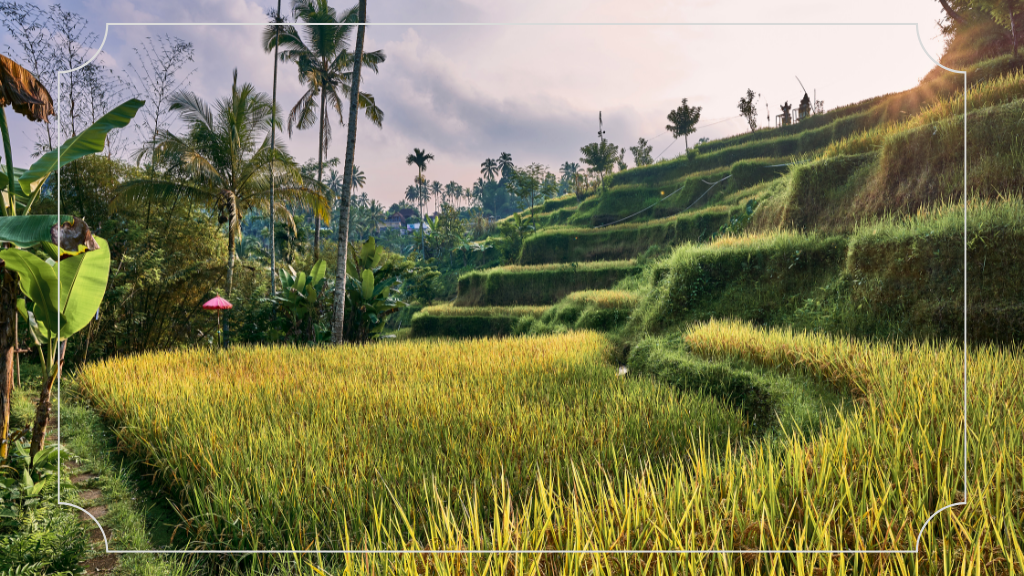 Tempat Wisata di Ubud Tegalalang Rice Terrace