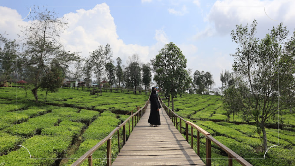 Kebun Teh Tambi Wonosobo - Rute Perjalanan, Daya Tarik & Harga Tiket Masuk 6 Tempat Instagramable