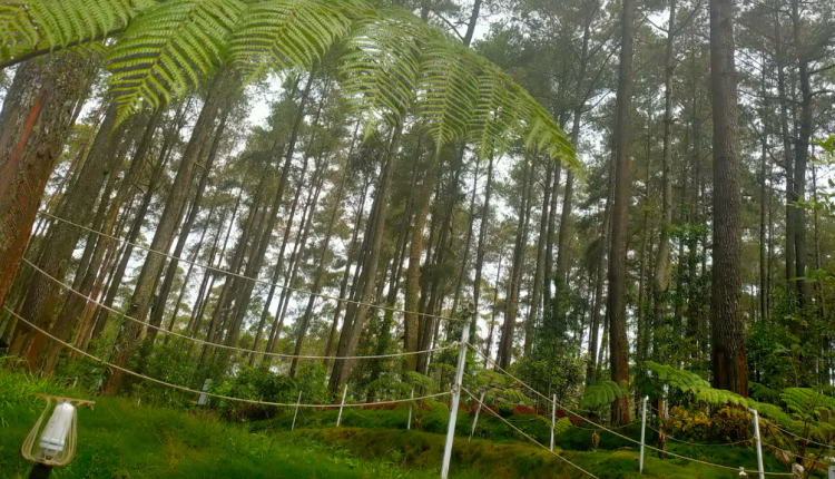 Tempat Wisata Cikole Lembang