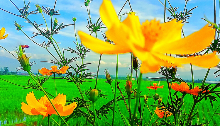 Tempat Wisata Purbalingga Terbaru