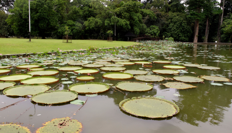 26 Tempat Wisata di Bogor untuk Liburan yang Mengesankan