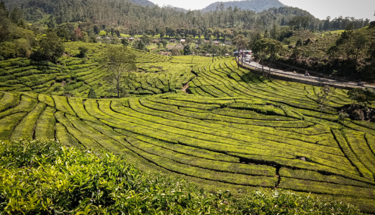 Tempat Wisata di Ciwidey