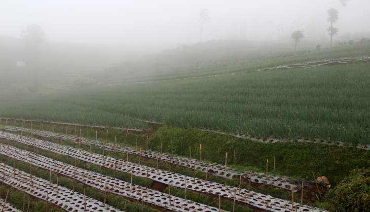 Tempat Wisata di Magelang Terbaru