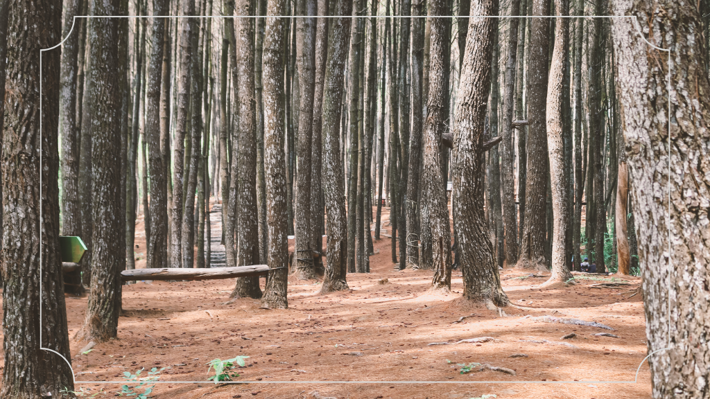 Tentang Hutan Pinus