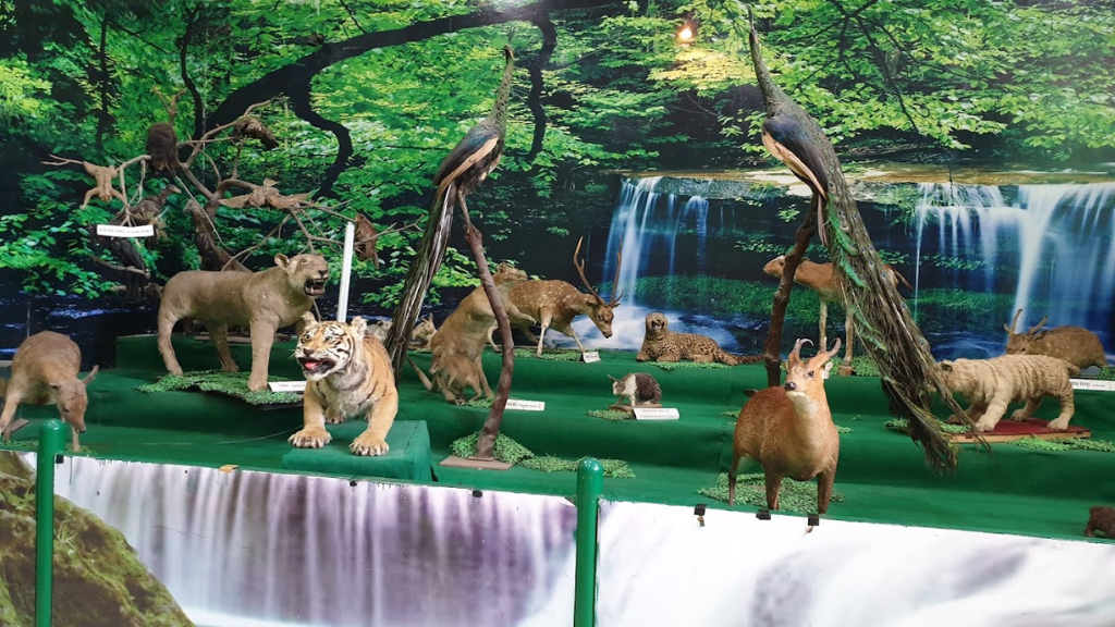 Kebun Binatang Mangkang Semarang: Petualangan Seru di Taman Satwa Terkenal 2 Tentang Kebun Binatang Mangkang