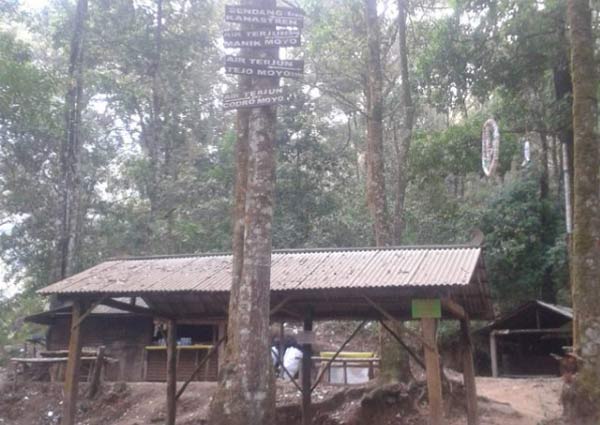 Pesona Keindahan Air Terjun Girimanik 7 Terdapat hutan jati yang indah
