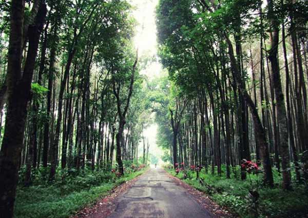 Tips Bepergian Ke Hutan Pinus Penanggal