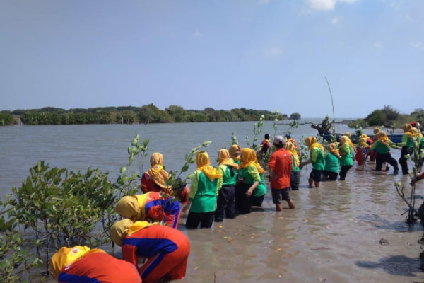 Tips Berkunjung Hutan Mangrove Demak