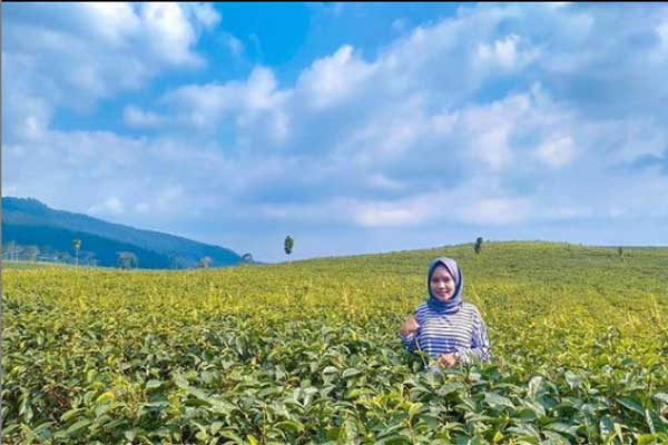 Tips Berkunjung Kebun Teh Kemuning