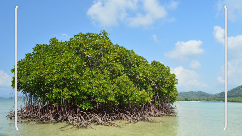 Tips Jika Berkunjung ke Pantai Pahawang