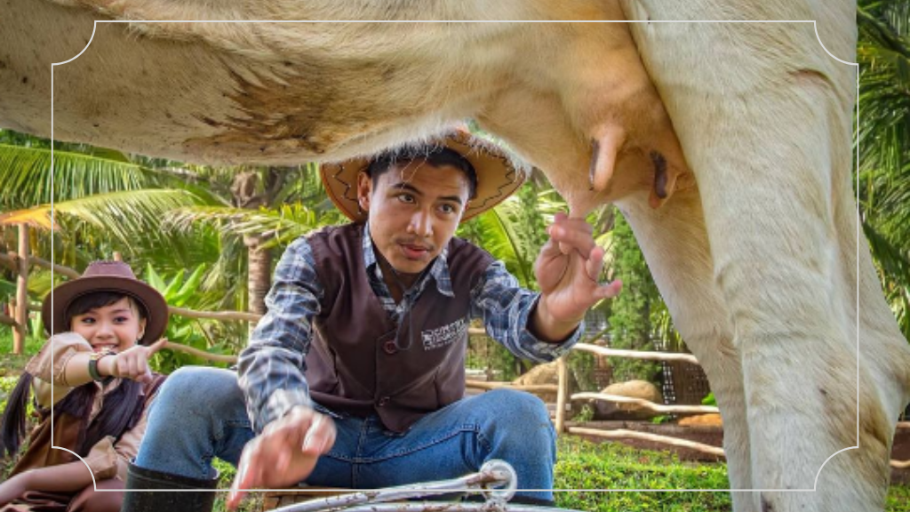 Cimory On The Valley - Harga Tiket Masuk & Rute Lokasi 6 Tour Wisata Susu