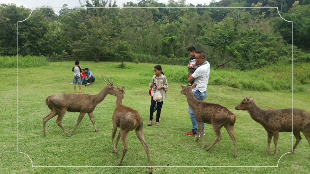 Wana Wisata Rusa Tanjungsari